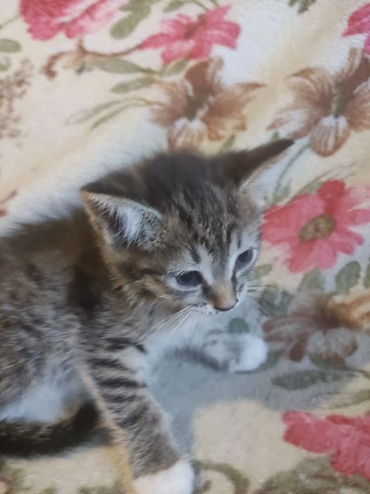 Отдам бесплатно котят