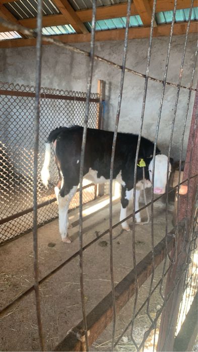 Vând vacă și vițea