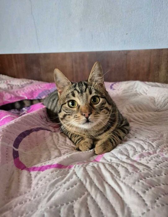 8-месечният Стрипи търси дом!