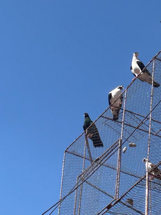 Porumbei Jucatori de Galati