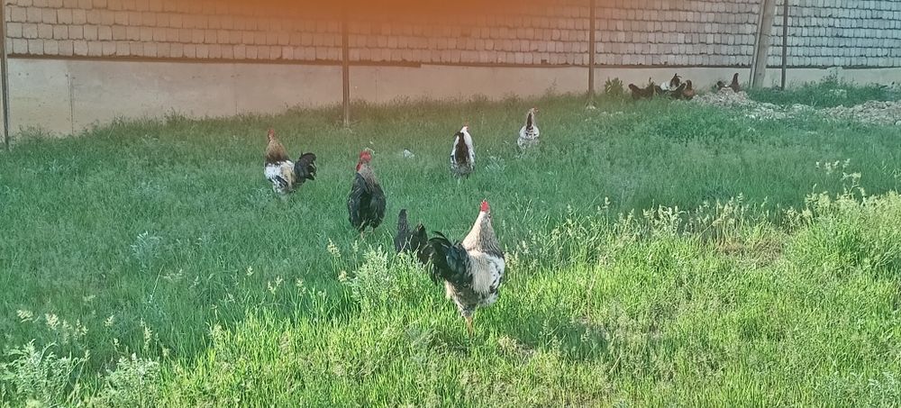 Продаются петухи