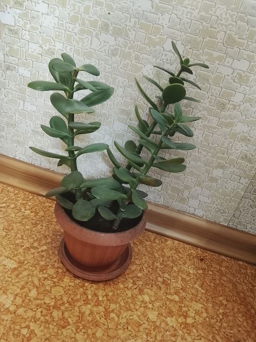 Продам комнатные цветы