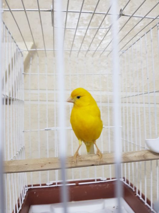 Продаются канарейки (кенары)