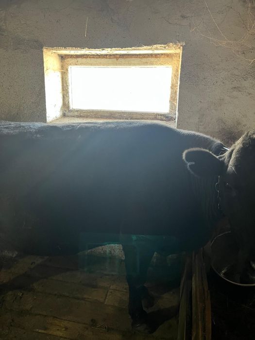 КРС на мясо на откорме