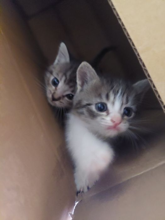 Котята девочки отдам