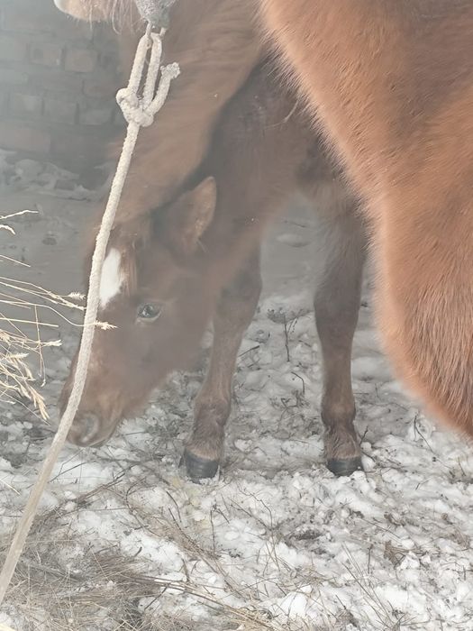 Продам кобылу с жеребёнком