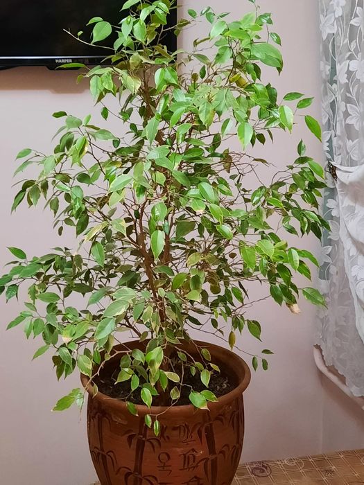 Фикус Микрокарпа, Бенджамина срочно