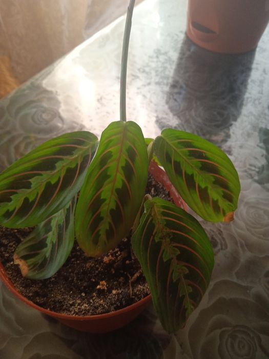 Домашние растения