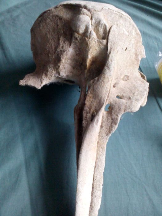 Вкаменелости от динозавър Рекс