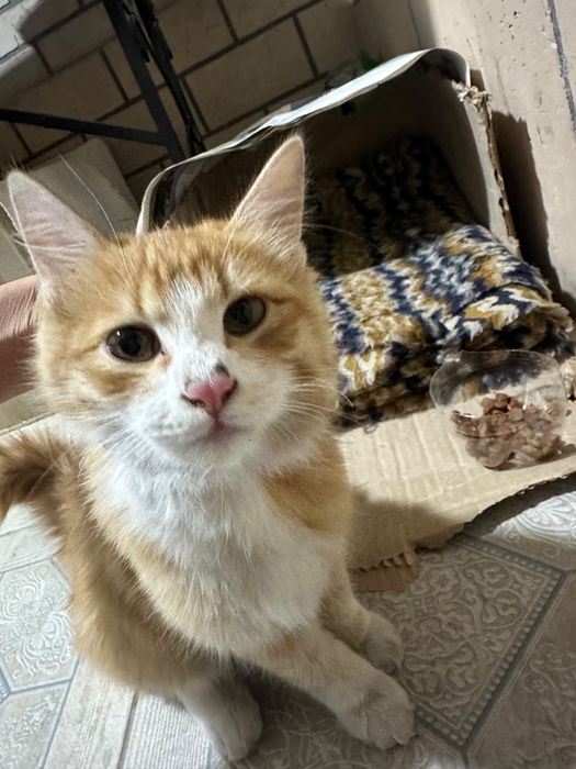 домашний Котик бесплатно