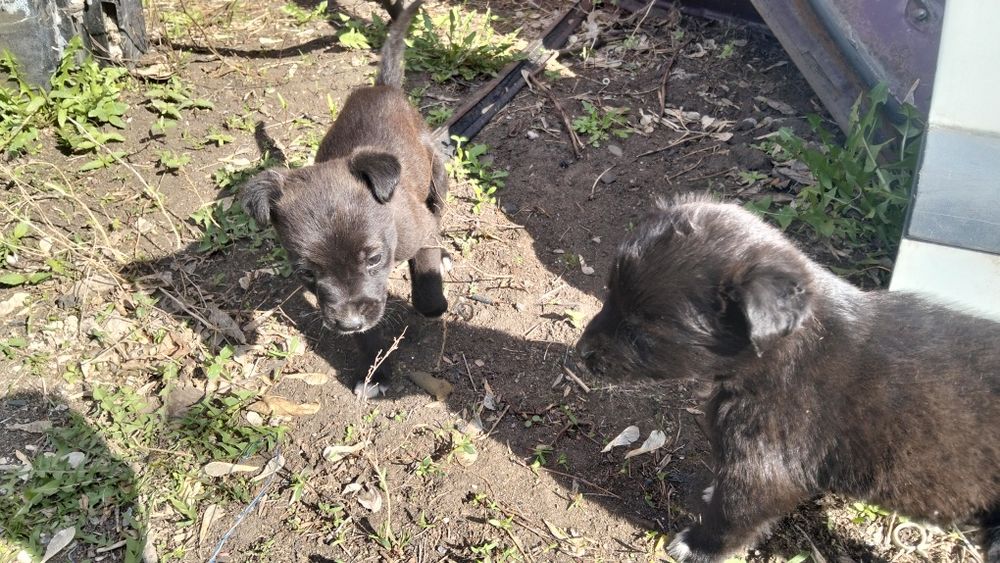 Отдам даром щенят