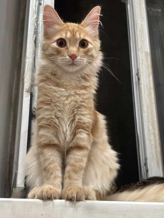 Отдам рыжего котенка