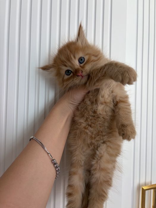 Породистый котенок