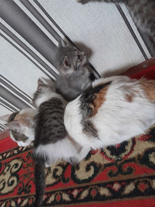 Hamma ovqata o"rgangan