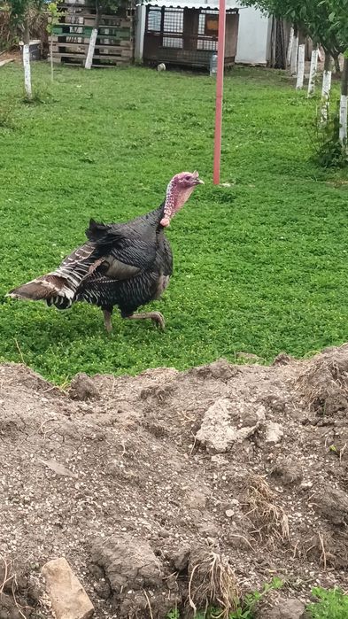 Pauni și curci .