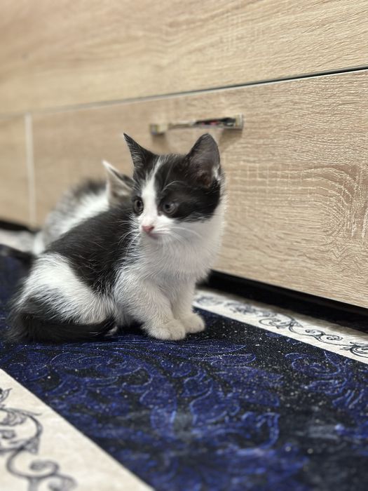 отдам котят мальчики 3 месяца