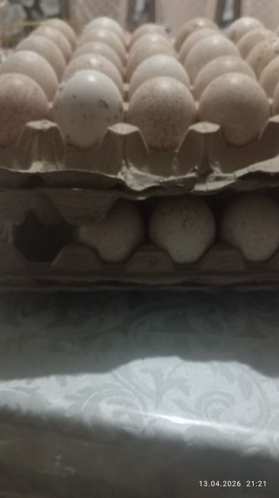 Продаются инкубационные индюшиные яйца