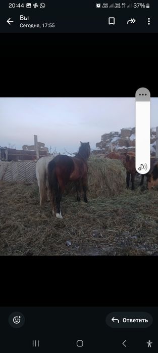 Айгыр сатам или обмен