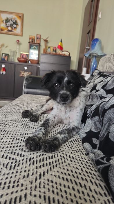 Adopție cățelușa 4 luni
