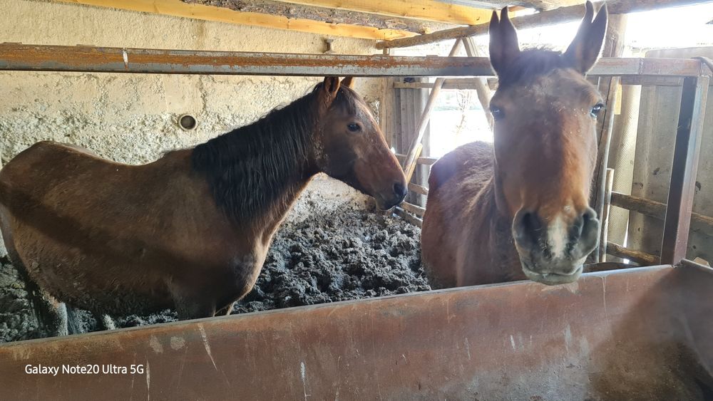 2 бас буаз бие сатылымда