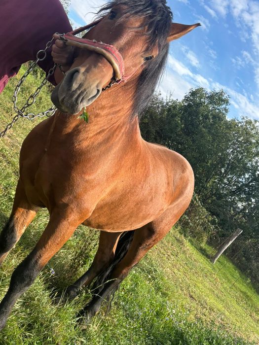 Cal de vânzare - armăsar blând