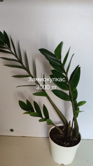 Гүлдер сатылады/цветы продаются