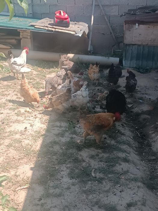 Домашний тауықтар сатылады