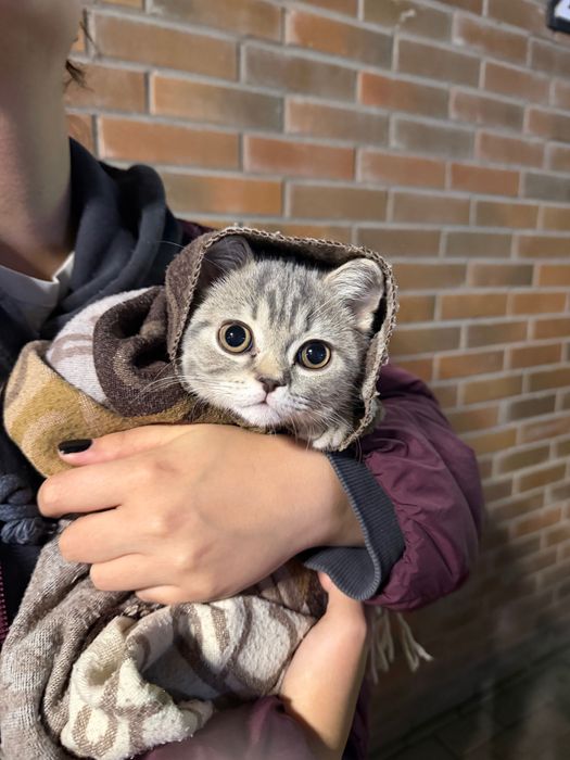 Кот шотландец скоттиш страйт
