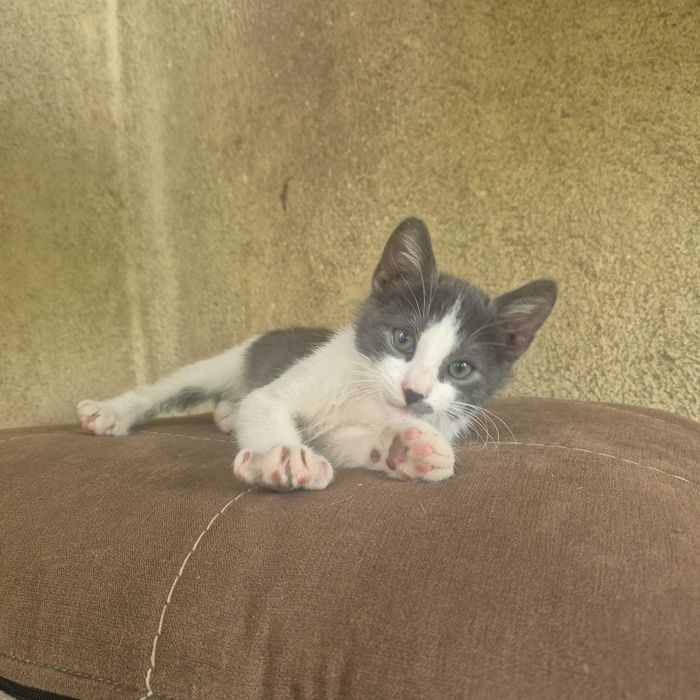 Dăruiesc spre adopție 3 puiuți de pisică – 2 luni, plini de viață!