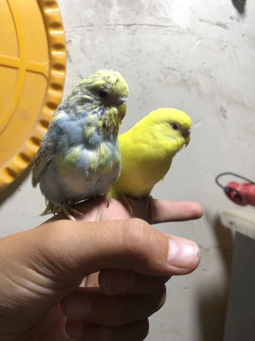 Лимон папугае лар