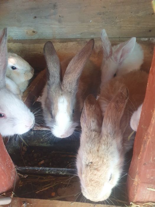 Iepurași de vânzare