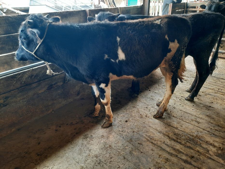 Бұқалар сатылады