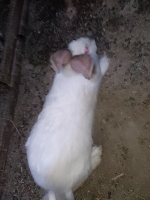 Kalifor zotli quyon sotiladi