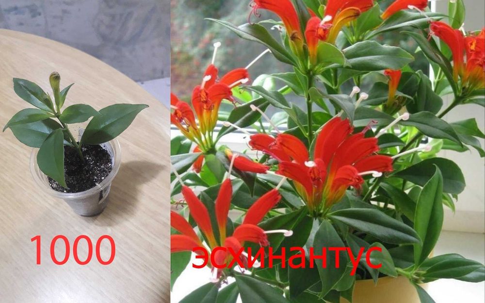 Продам  разные  цветы