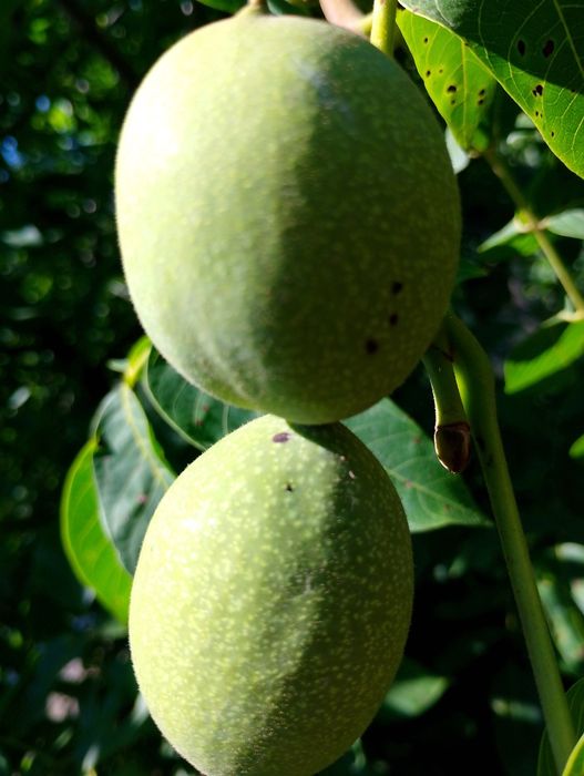 Nuci în coajă deosebit de mari cu coaja subțire