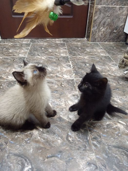 Продаёте котята Сотилади Мушу болачалари