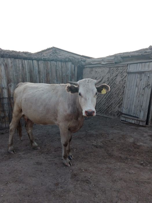 Продам Сиыр сатылады