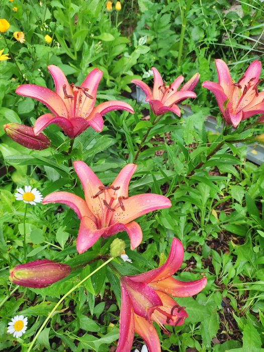 Продаю дачу в Михайловке, 12 соток