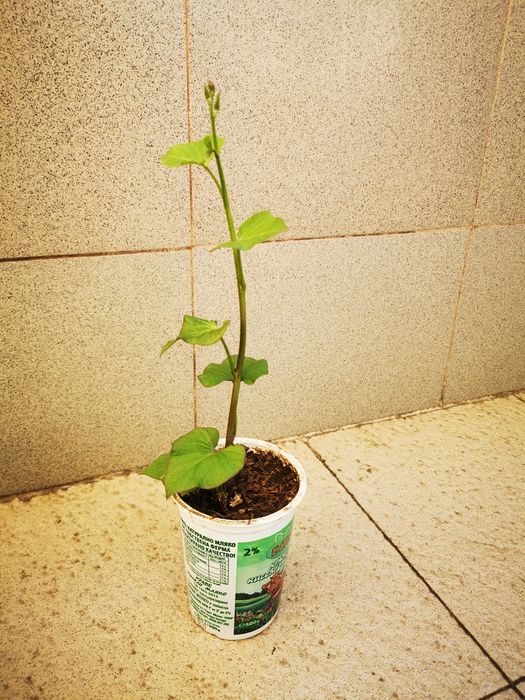 Разсад батати (сладки картофи)