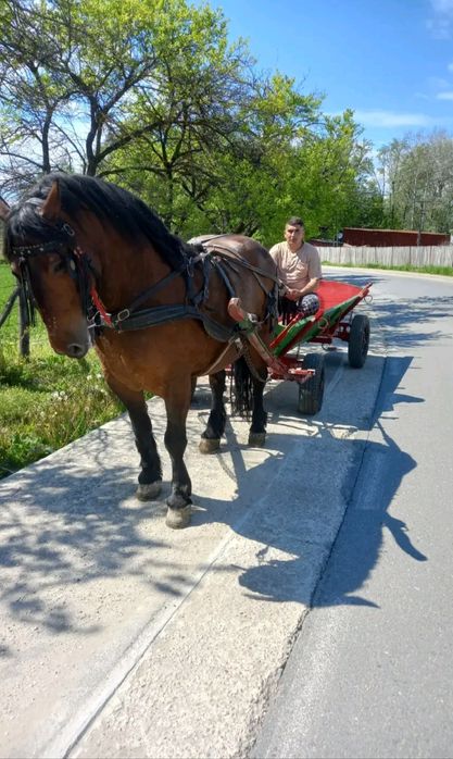 Se vinde iapa in vârsta de 8 ani