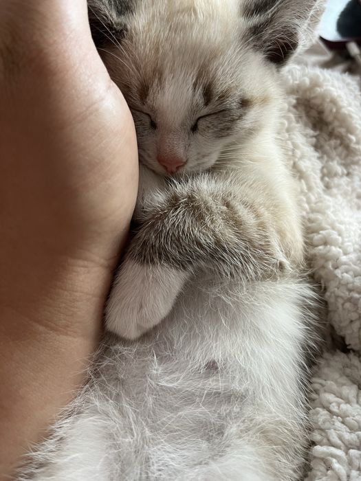 Отдвм котят срочно