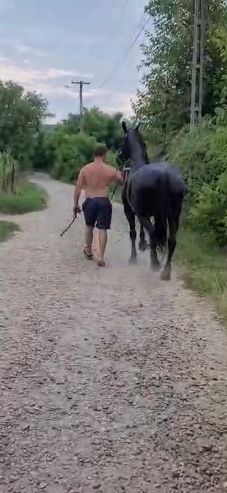 De vânzare iapă friz de 5 ani. Perfect sănătoasă. Gestantă în 4 luni.