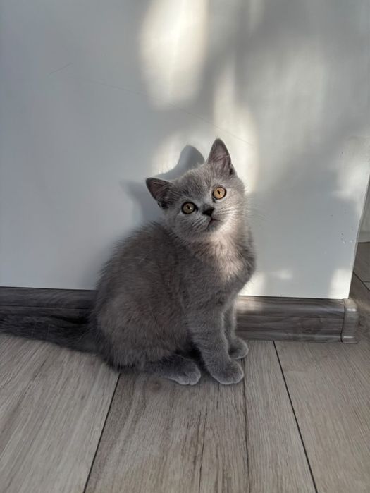 Британски късокосмести  и шотландски котенца