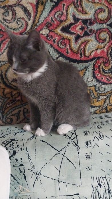 Продам эгейского котика