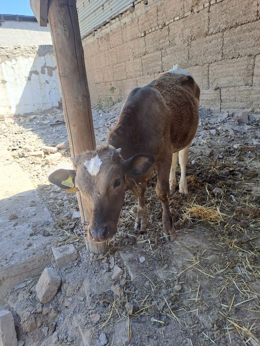Корова  с теленком