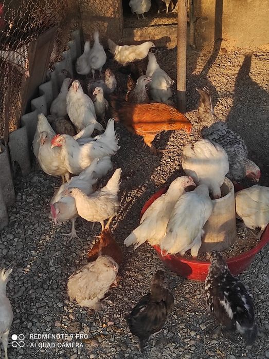 Продам курей разных