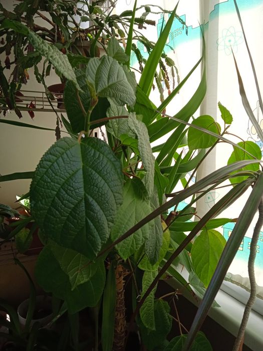 Высокие комнатные растения.