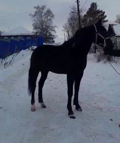 Продам амереканца на иноходи