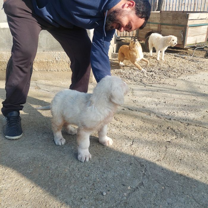 Vând 1 mascul ciobănesc