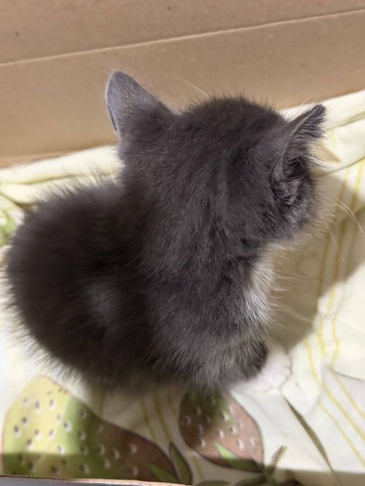 Отдам Котенка в добрые руки